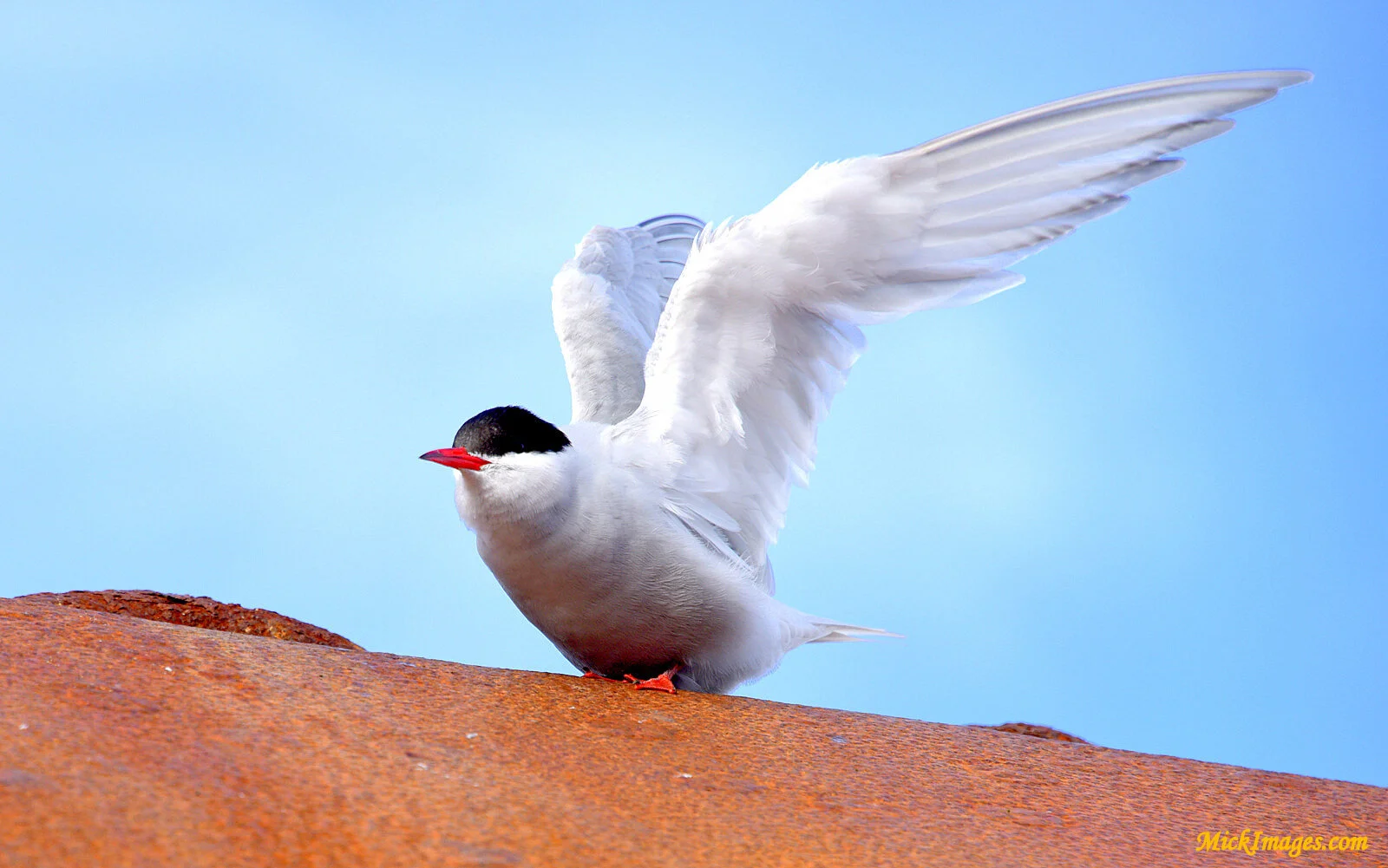 Antarctic-Tern-MickImages.com.JPG