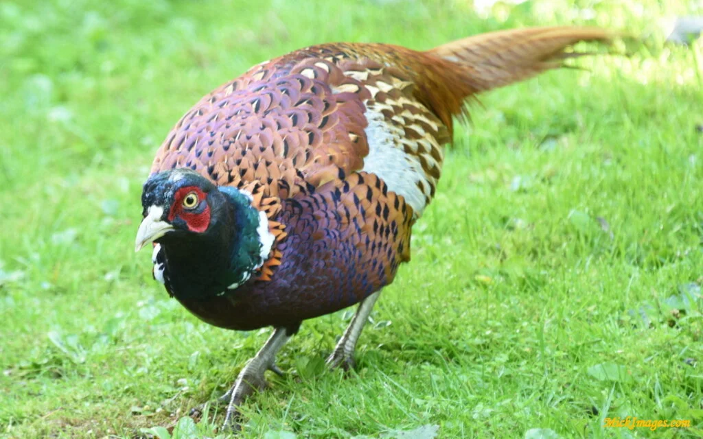 English-Pheasant-MickImages.com.JPG