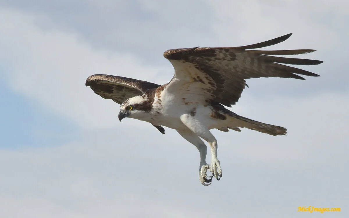 Mexican-Kestrel-Landing-MickImages.com.JPG