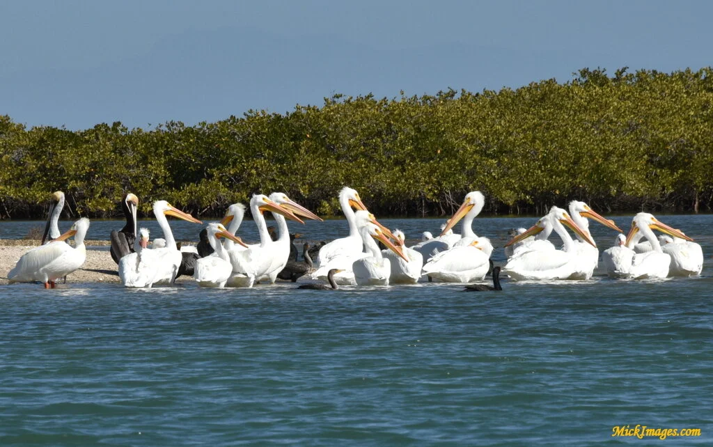 Mexican-Storks-MickImages.com.JPG