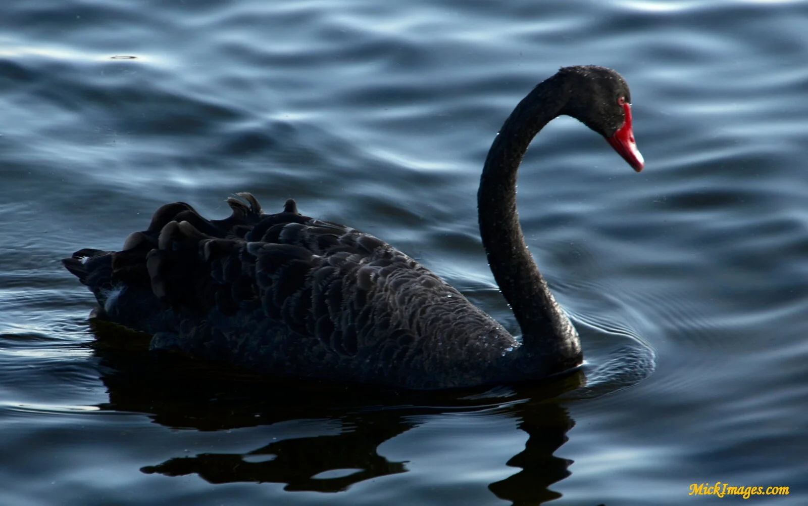 NZ-Black-Swan-MickImages.com.JPG