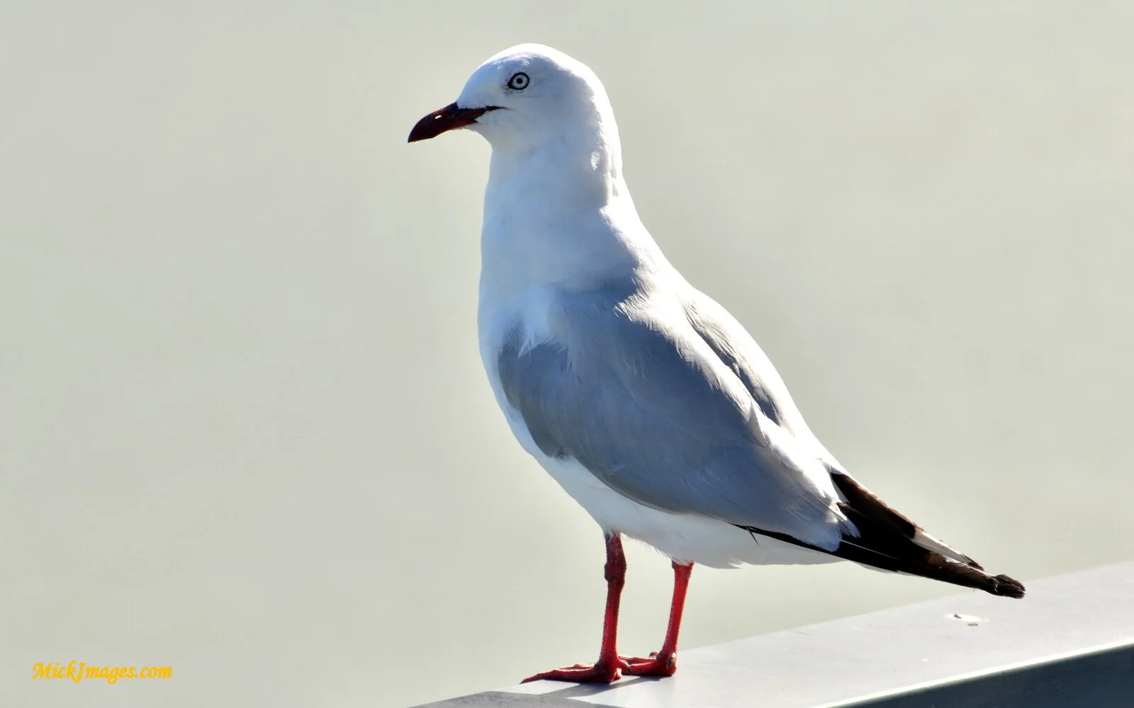 NZ-Gull-MickImages.com.JPG