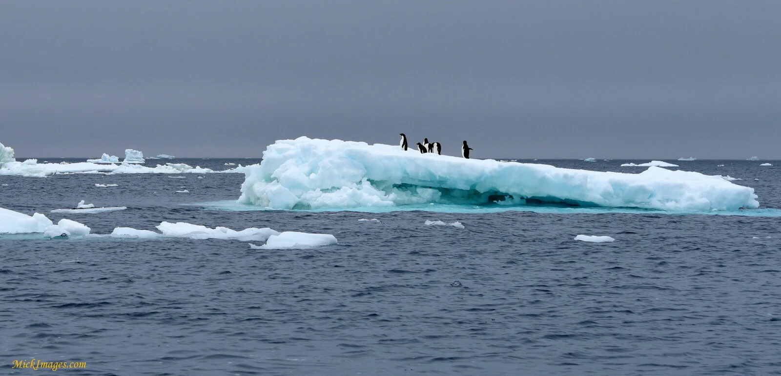 penguinsonsmalliceberg-MickImages.com.JPG