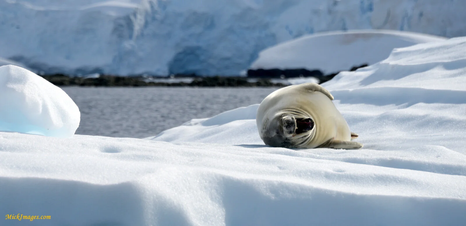 weddellsealyawning-MickImages.com.JPG