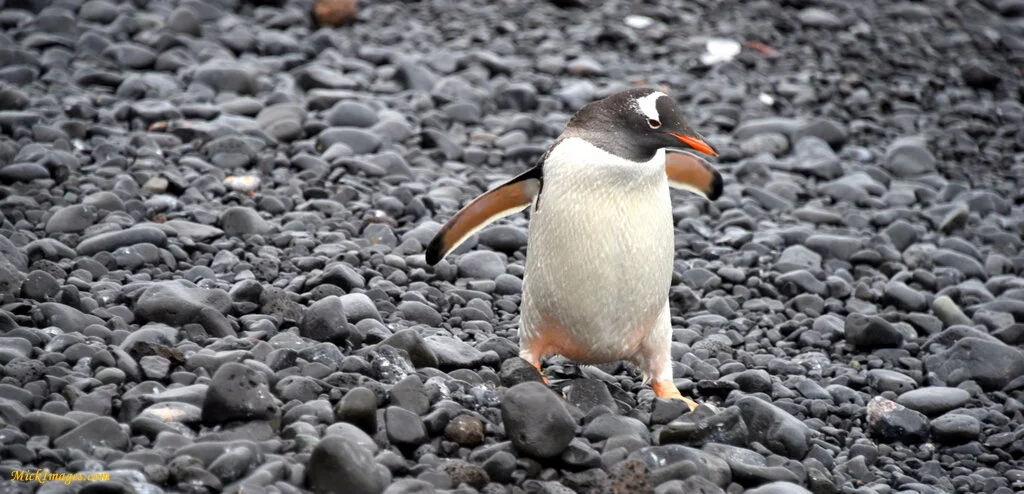 gentoopenguinwalking-MickImages.com.JPG