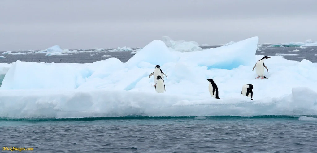 penguinstakinganicebergbreak-MickImages.com.JPG