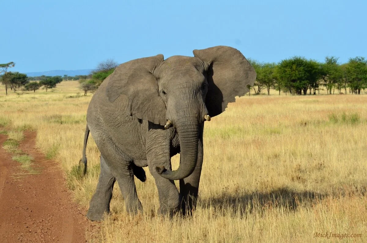 loneafricanelephant-mickimages.com.jpg
