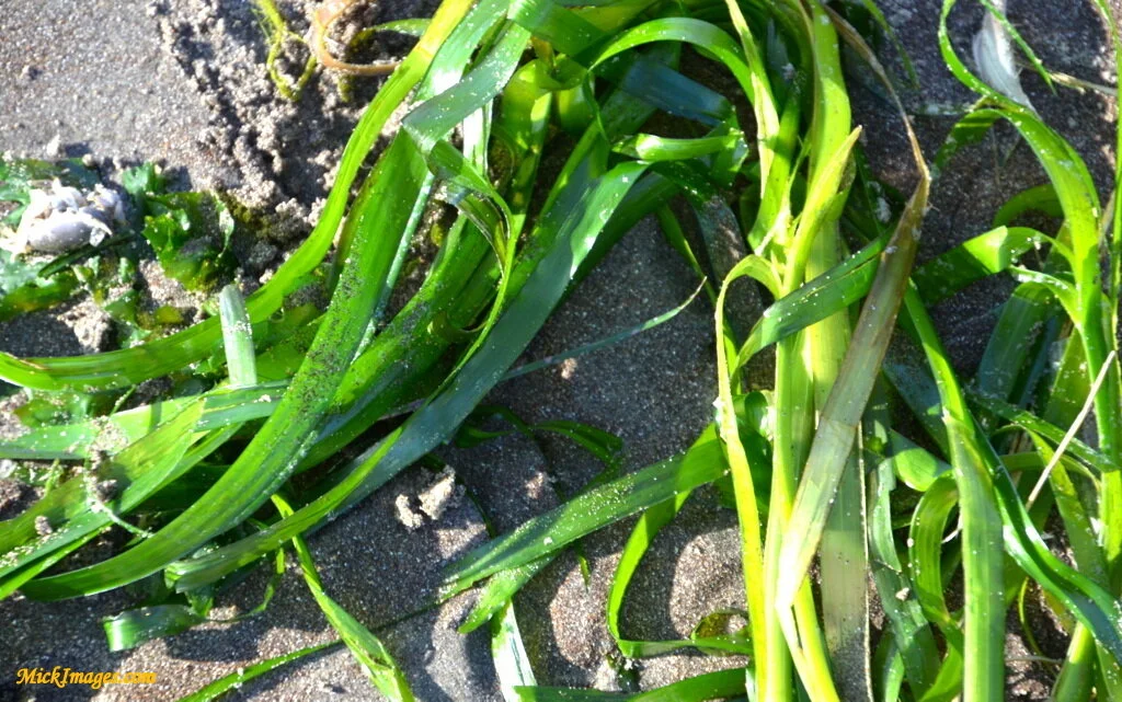 Seaweed-Sand-MickImages.com.JPG