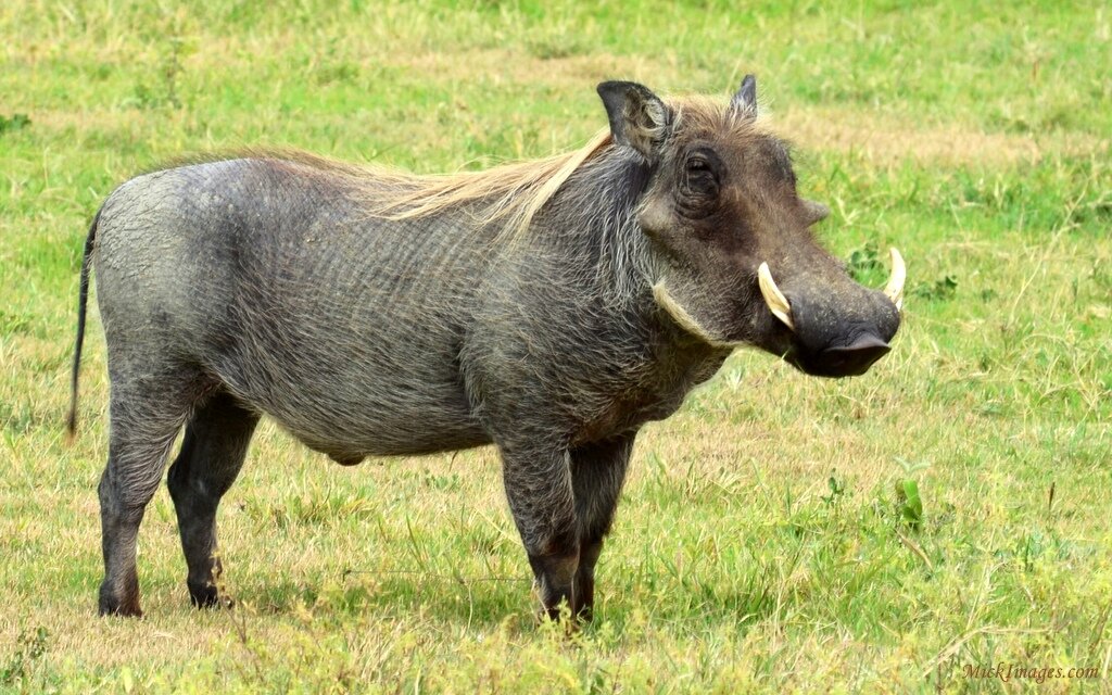 1-africanbirds-surveyinga river.mickimages.com.jpg