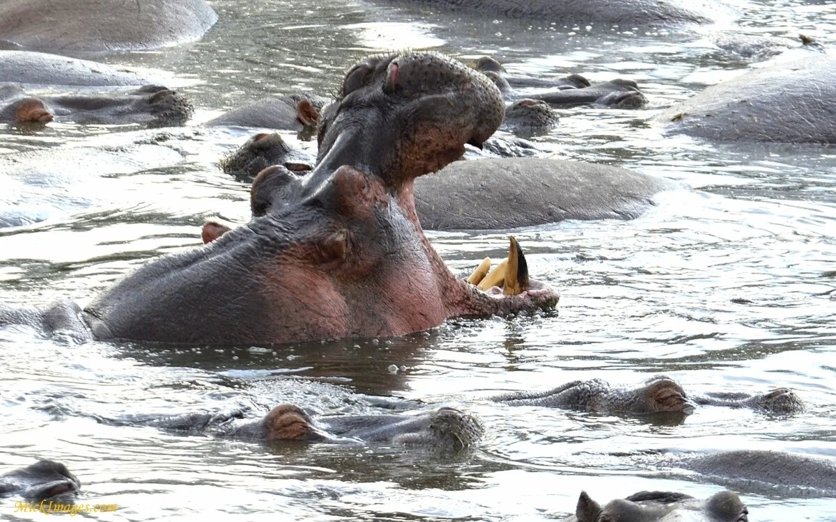 1-1-hippopond-mick images.com.jpg