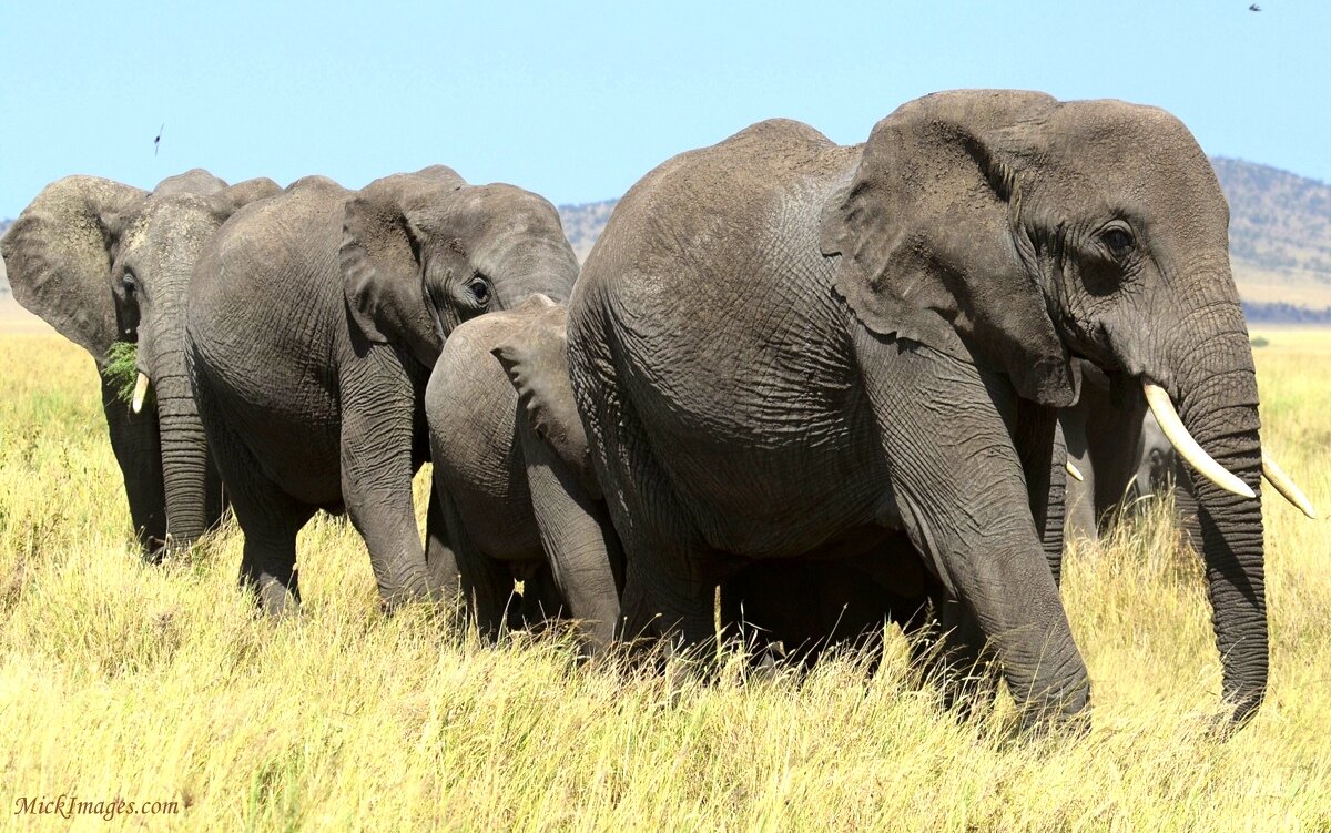 1-african-elephantfamily-mickimages.com (3.jpg