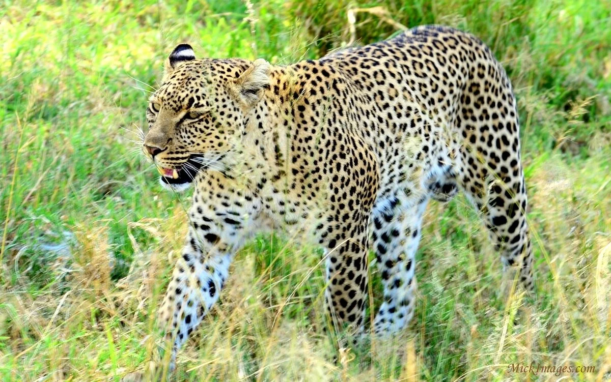 1-1-leapord-mickiamges.com.jpg