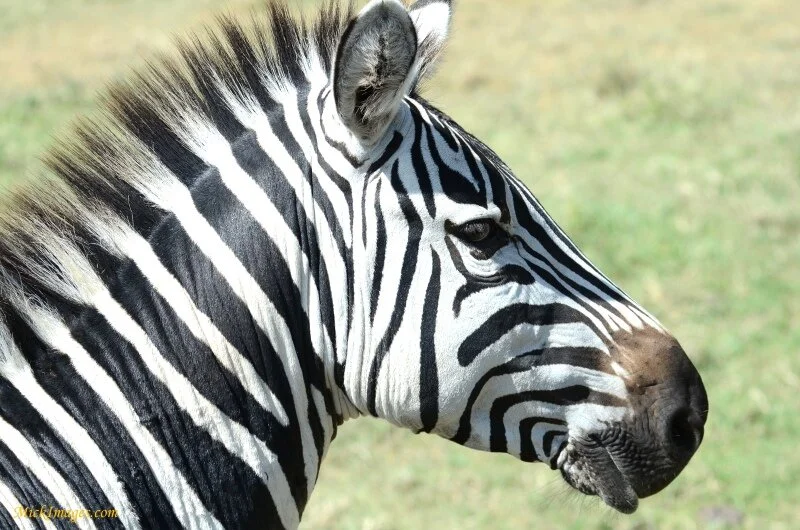 zebra-rollingindirt-mickimages.com.JPG