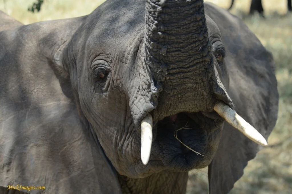 elephant-closeup-mickimages.com.jpg