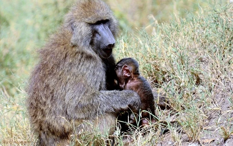 motherandbabybaboon-mickimages.com.jpg
