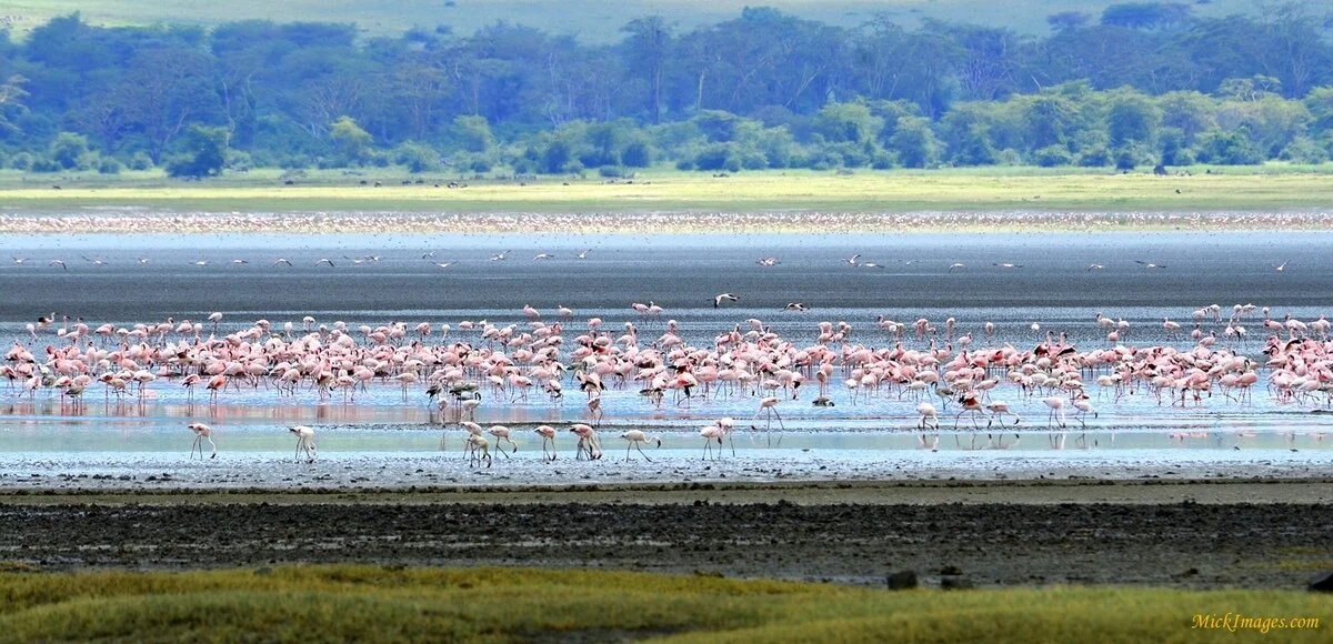 1-africanfalmingos.mickimages.com.jpg