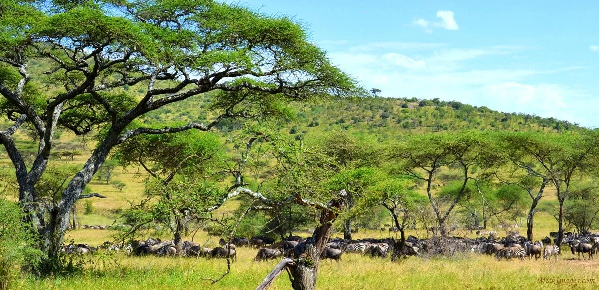 African-animals-grazing-mick images.com.jpg