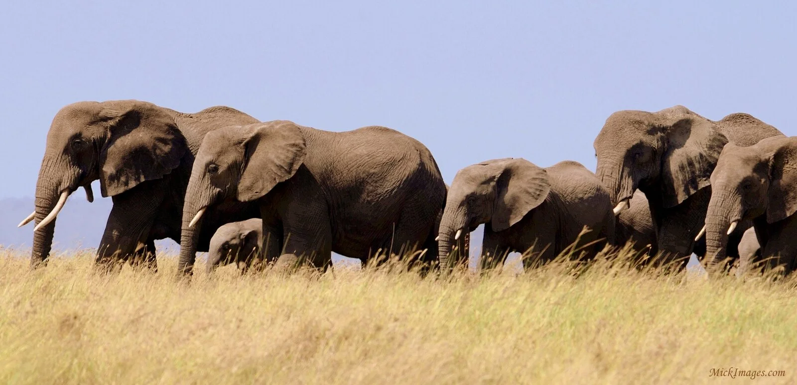 African-elephants-walking-across-grassland-mick images.com.jpg