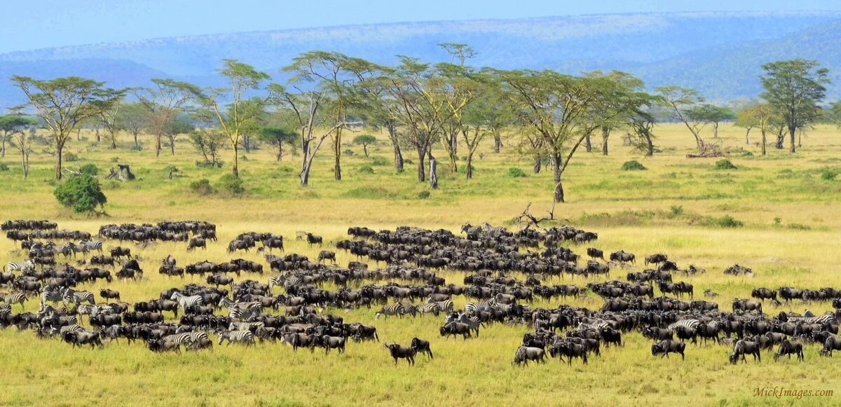 Serengeti-migration-at rest-grazing-mickimages.com.jpg