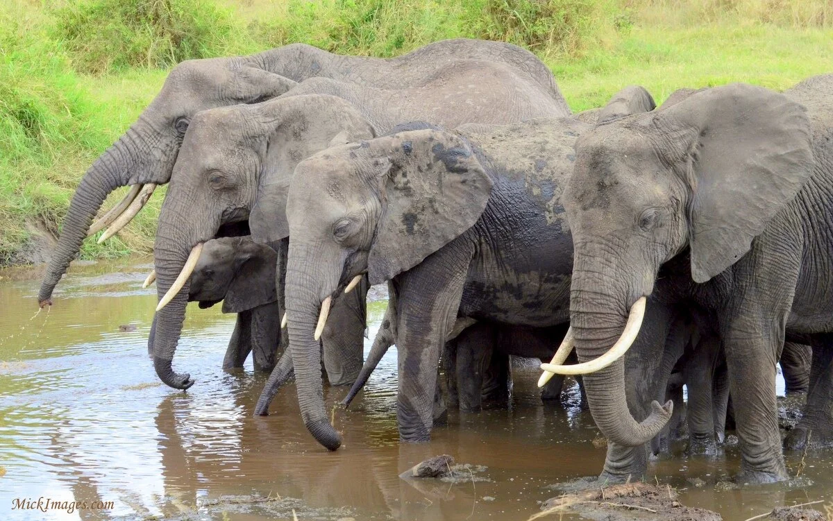 1-african-elephantfamily-mickimages.com (2).jpg