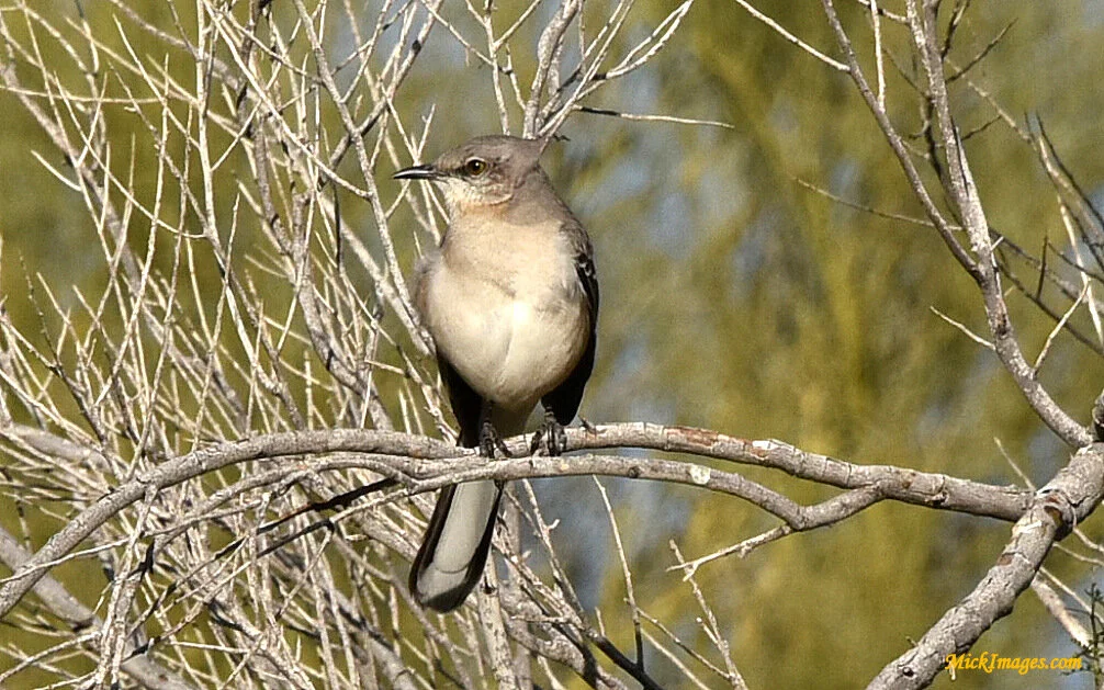 1-Arizona 2.19 (Full Size) (6).JPG