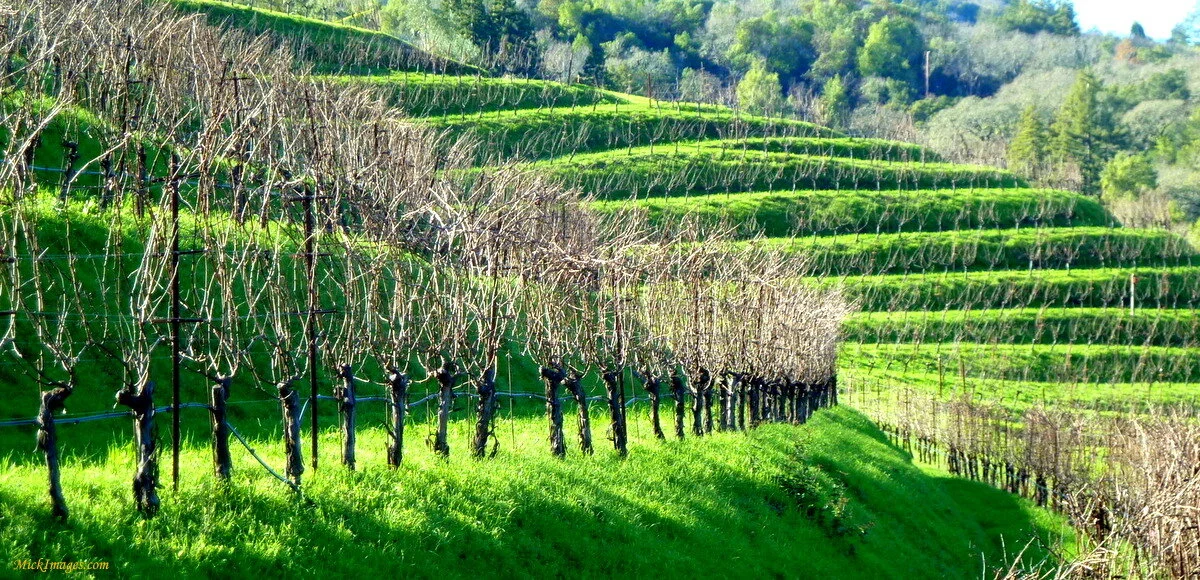 California-Vines-late-winter-mickimages.com.JPG