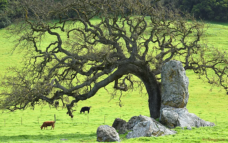 OakTree-and-rocks-cows-green-early-spring-pasture-mickimages.com.JPG