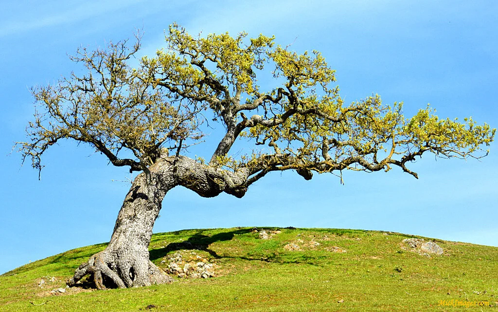 Lone-tree-on-hilltop-Marin-CA-mickimages.com.JPG