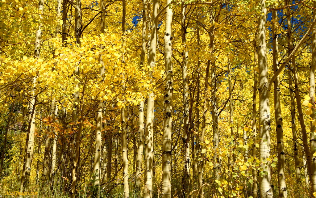 Aspens-CO-mickimages.com.JPG