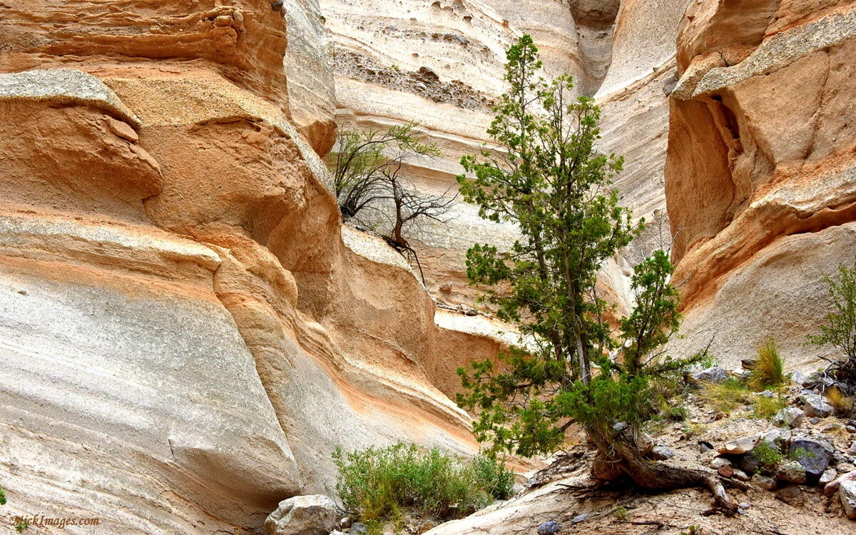 Lone-Tree-in-Canyon-NM-mickimages.com.JPG