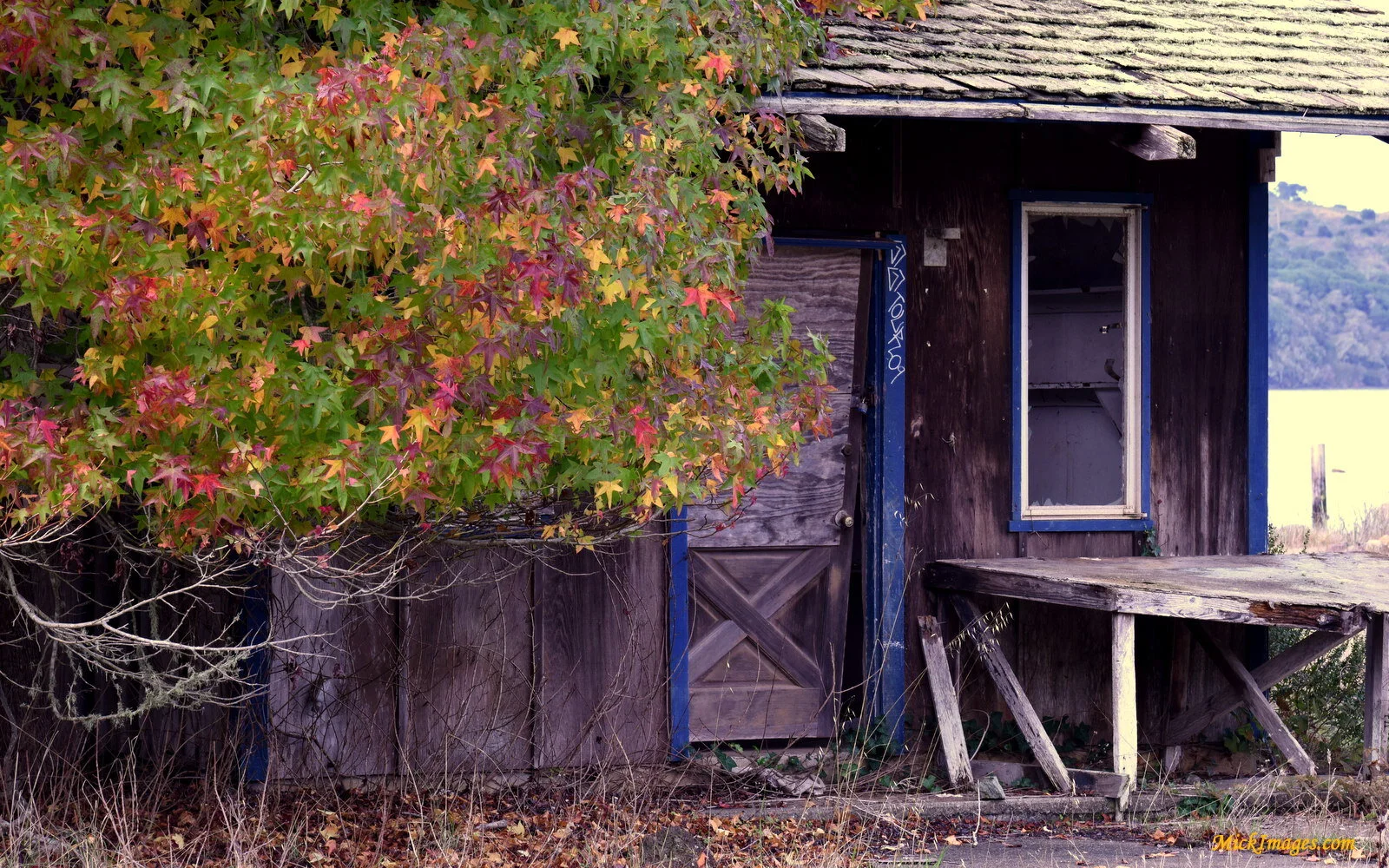 Tiny-abandoned-house-dwarfed-by-colorful-tree-Marin-Coast-CA--mickimages.com.JPG