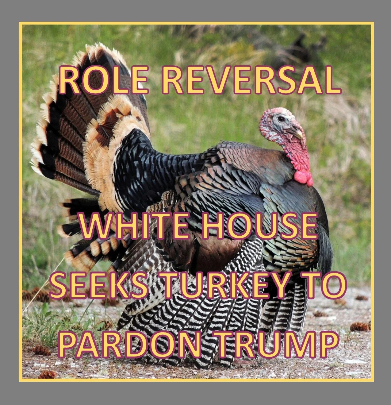 turkey_pardon_mickimages.com.jpg