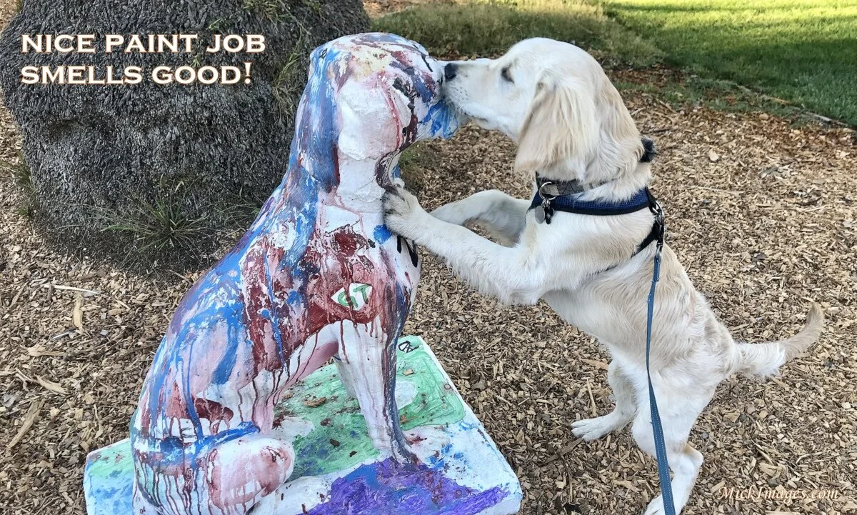 Painted_Dog_MickImages.com.jpg
