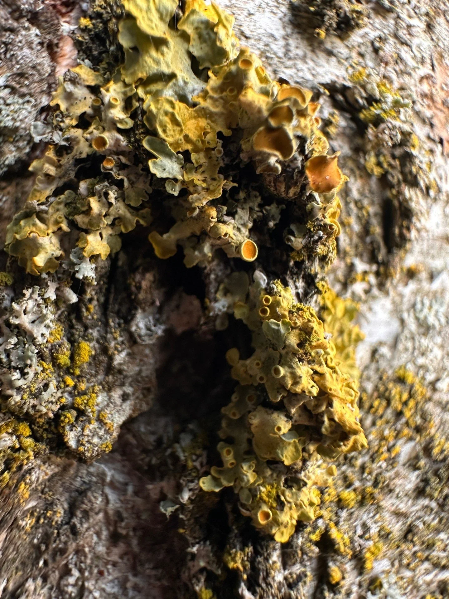 For my third project, I've been dipping my toes into the world of macro photography. I started with lichens because, well, they tend to stay in one place.

Honestly&hellip; I know how that I could spend my whole life taking photographs of lichens, ma