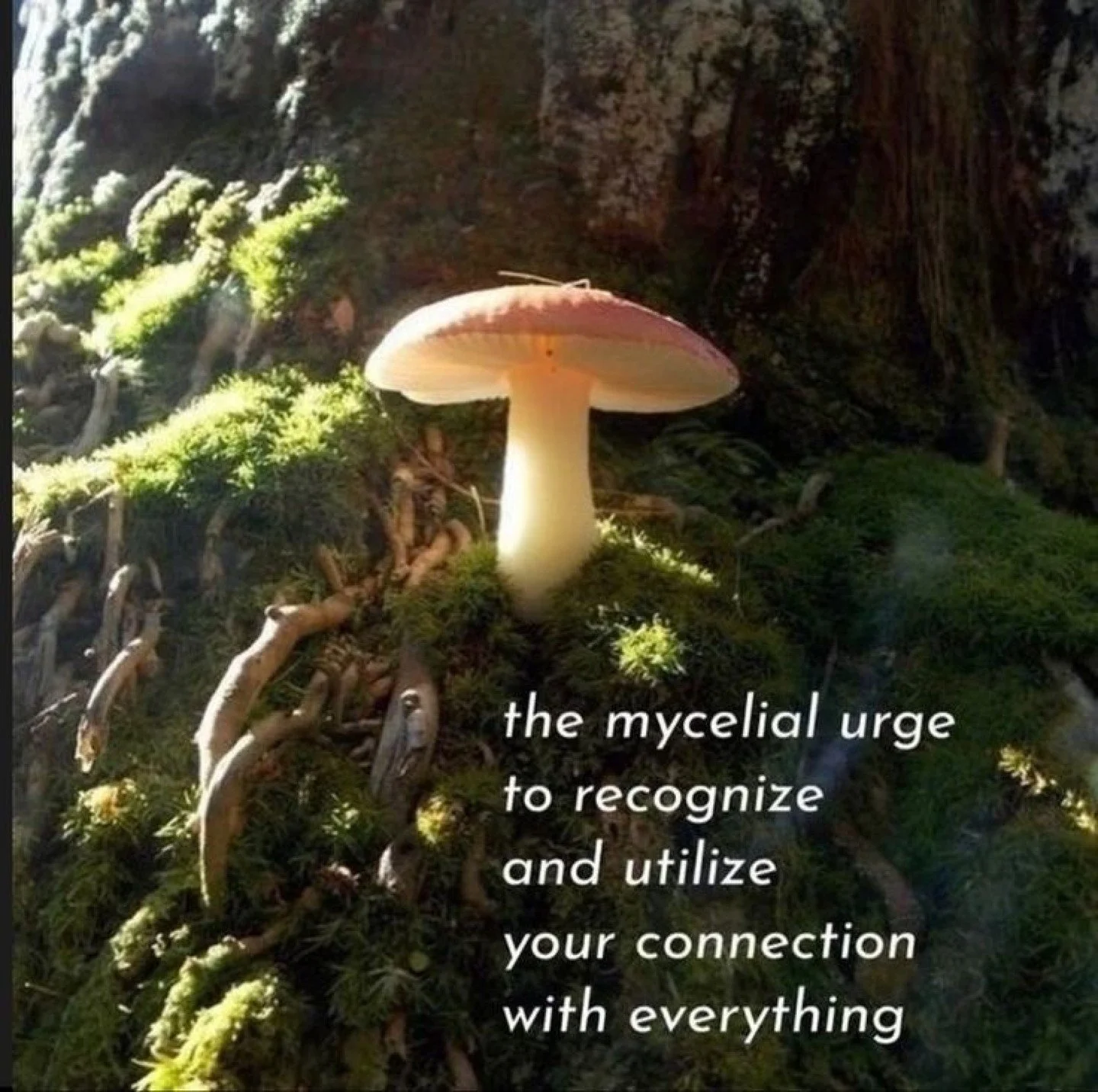 The mycelial urge to recognise and utilise your connection with everything 

#woodwideweb #makersgonnamake #slowart #artmaking