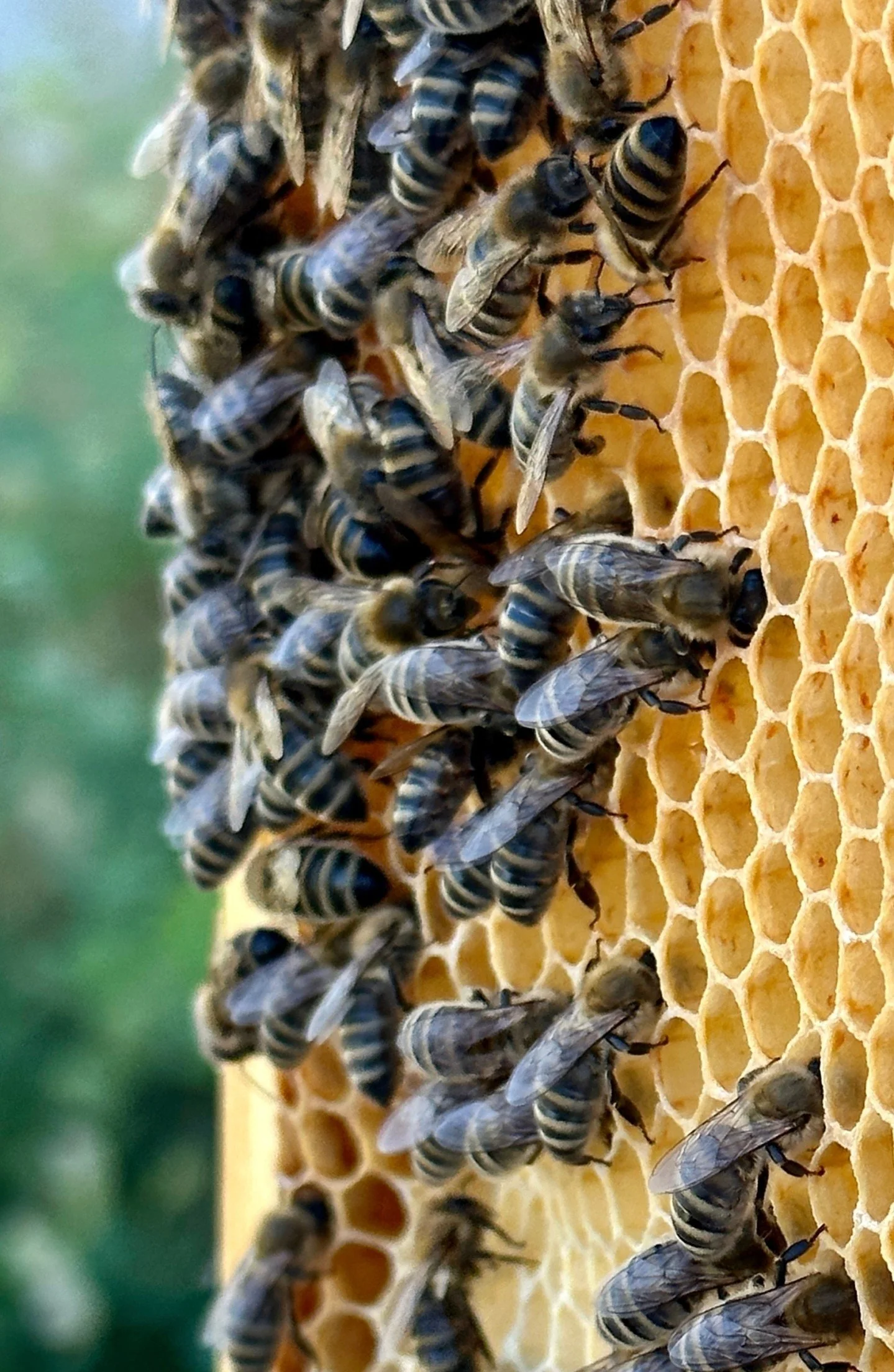 the bees wanna know how it's hangin out there world! what's the craic, hows the form, what's uppppppppppppppp  tell them 👇👇

#tellingthebees #makersgonnamake #beekeeping #honeybees