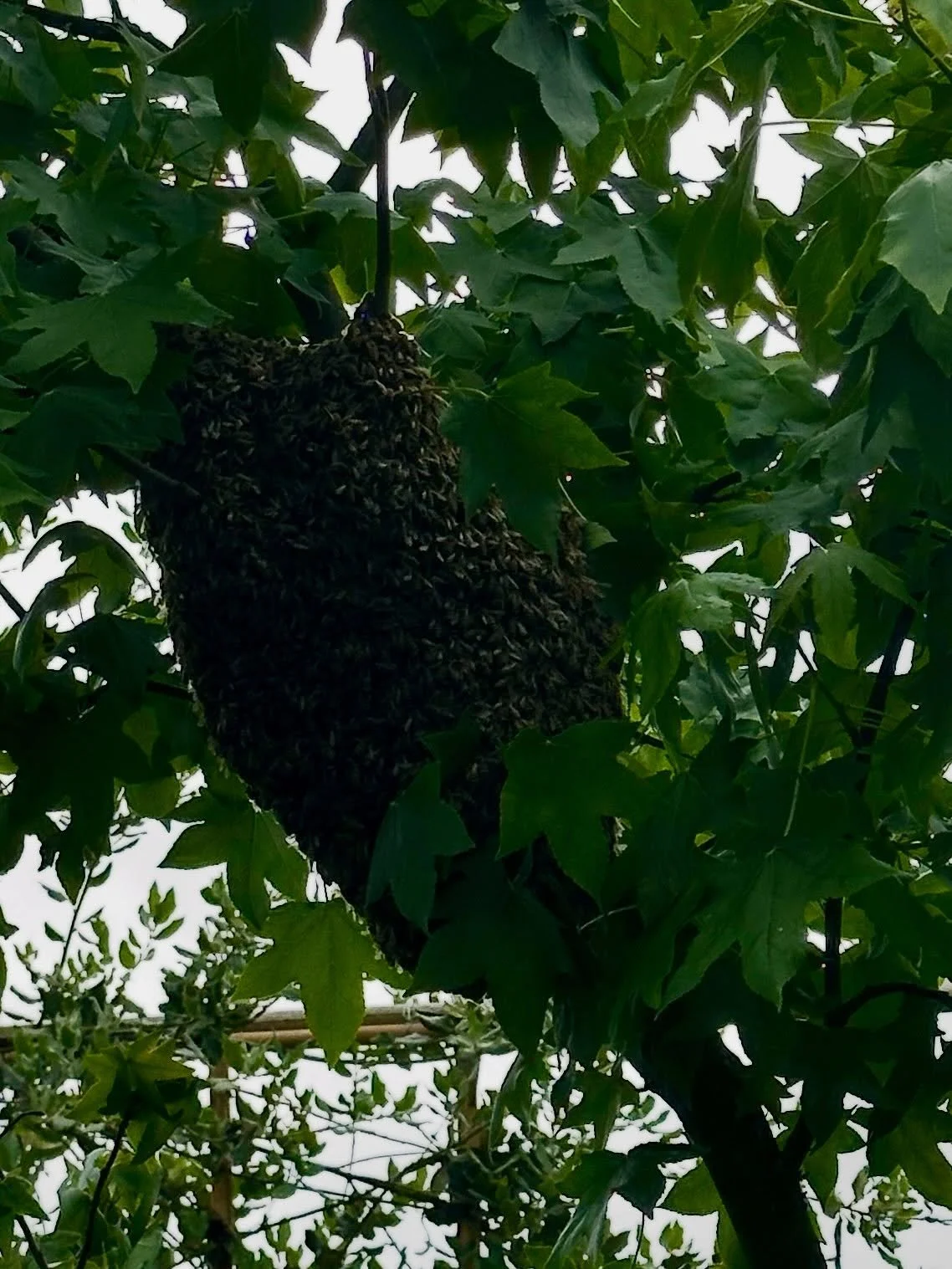 I caught my 1st swarm of bees 😊😊😊😊 It&rsquo;s crazy I&rsquo;ve been keeping bees this long (7 years!) and haven&rsquo;t done that before but standing on a shaky ladder shaking a swarm of bees into a box is up there with any other surreal shit I&r