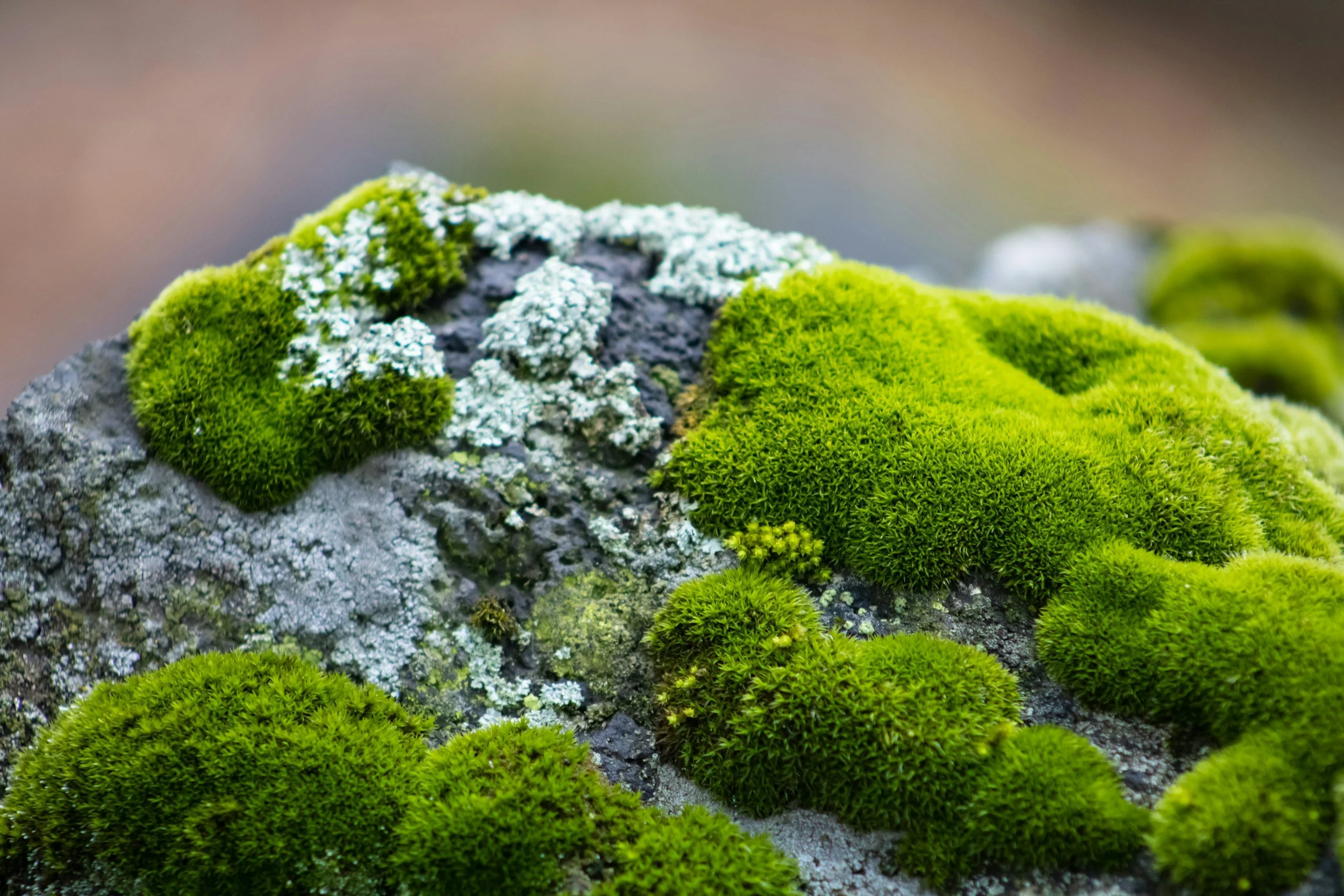 14 resources on Degrowth for local climate activists