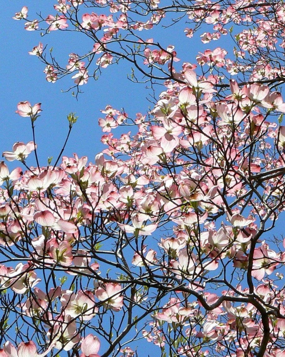 Blooming Dogwood