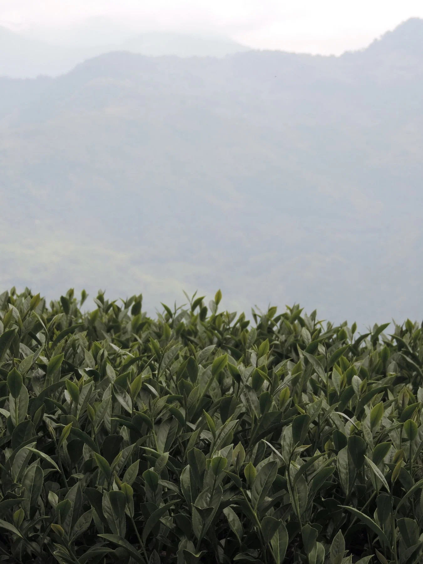 2. Taiwanese Tea Field.JPG