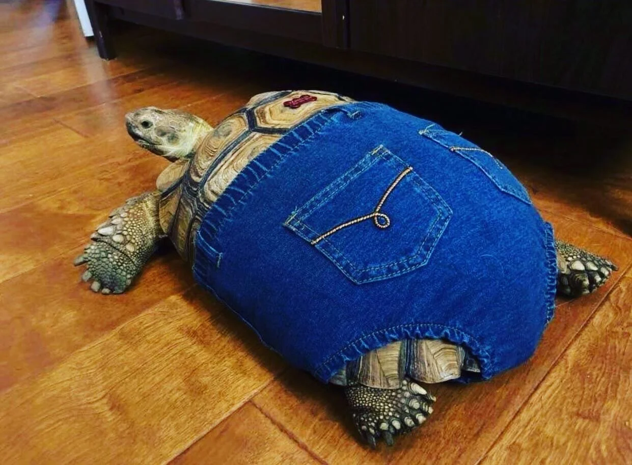 Dreamt I was pushing a tortoise around in a pram. Made sure to wipe its feet with a tea towel before it came in the house.