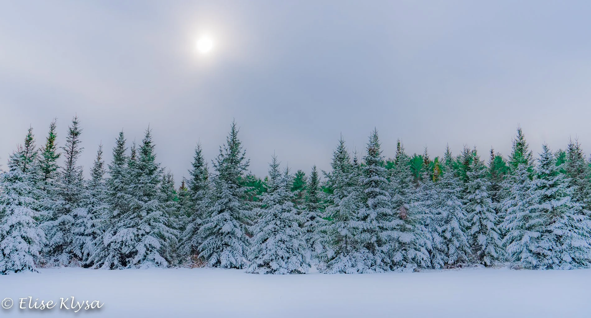 WinterTreeLine-1.jpg