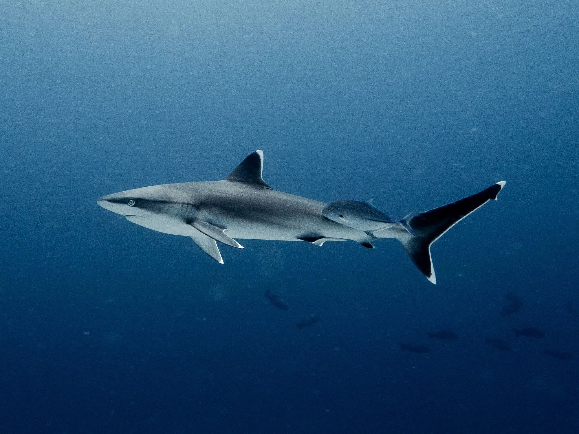 No Les Temas Lo Basico Sobre Tiburones Biologia Tropical