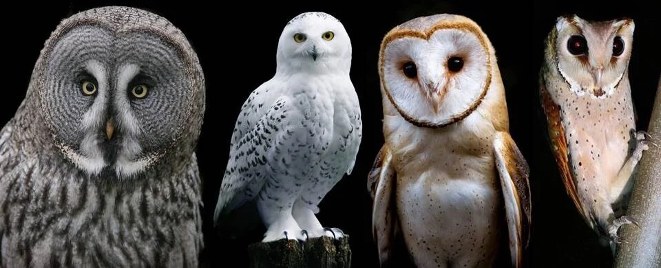 Cárabo lapón (Strix nebulosa) y Búho nival (Bubo scandiacus) miembros de la familia Strigidae presentan discos faciales en forma circular. Lechuza de campanario (Tyto alba) y Lechuza cornuda (Phodilus badius) miembros de la familia Tytonidae present…
