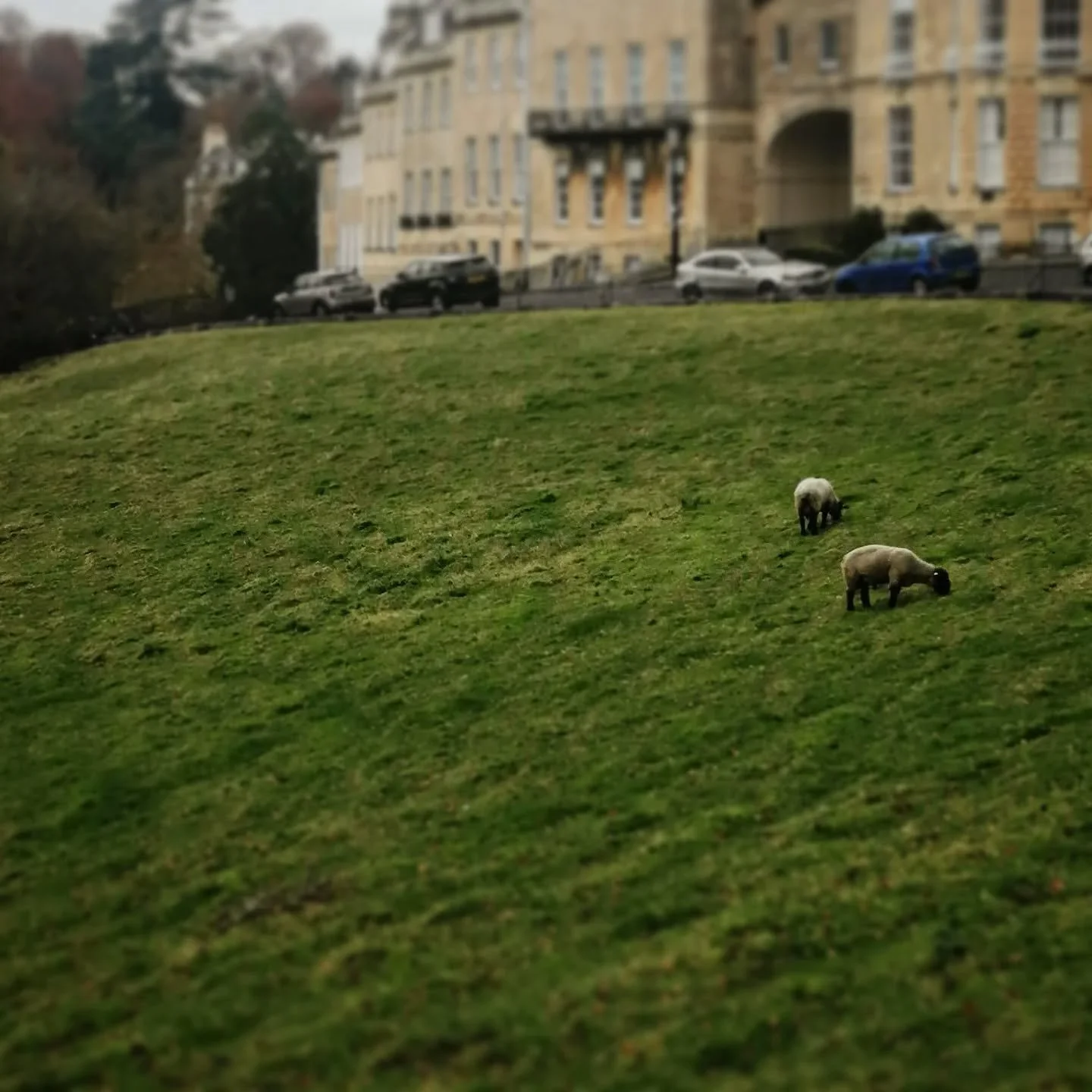 Sheep grazing in the city of Bath #historicgrazing #sheep #sheepfarming #architectinthecotswolds #architectinbath #commongrazing #bathuk #urbanfarming #architectureofbath #batharchitecture #bathuk #somerset #bathandnortheastsomerset