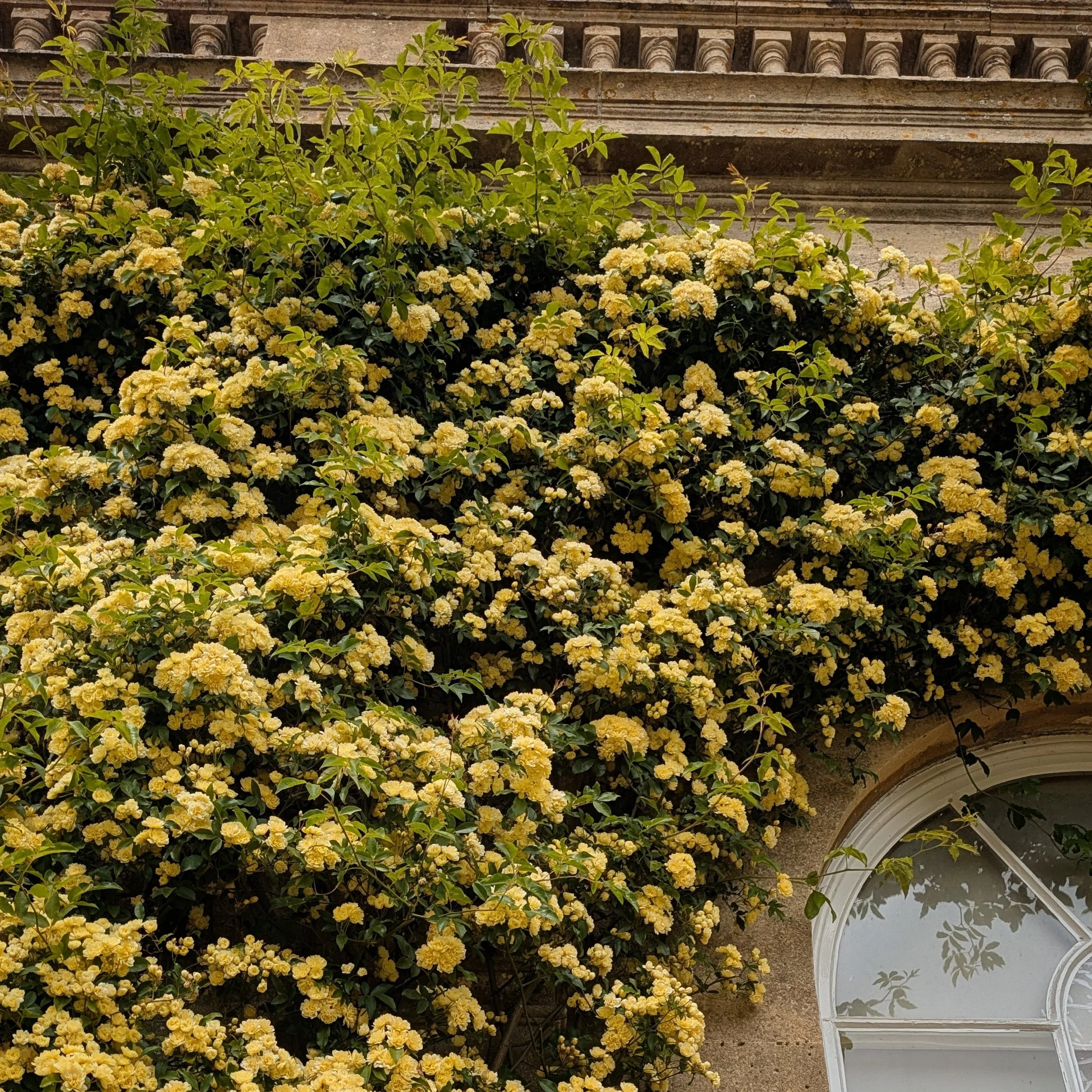 The City in a Garden 🌿🏘️

​In Bath, the architecture is famous, but it&rsquo;s the space between the buildings that truly defines the city's soul. As architects, we don&rsquo;t just design structures; we design the way they sit within this extraord