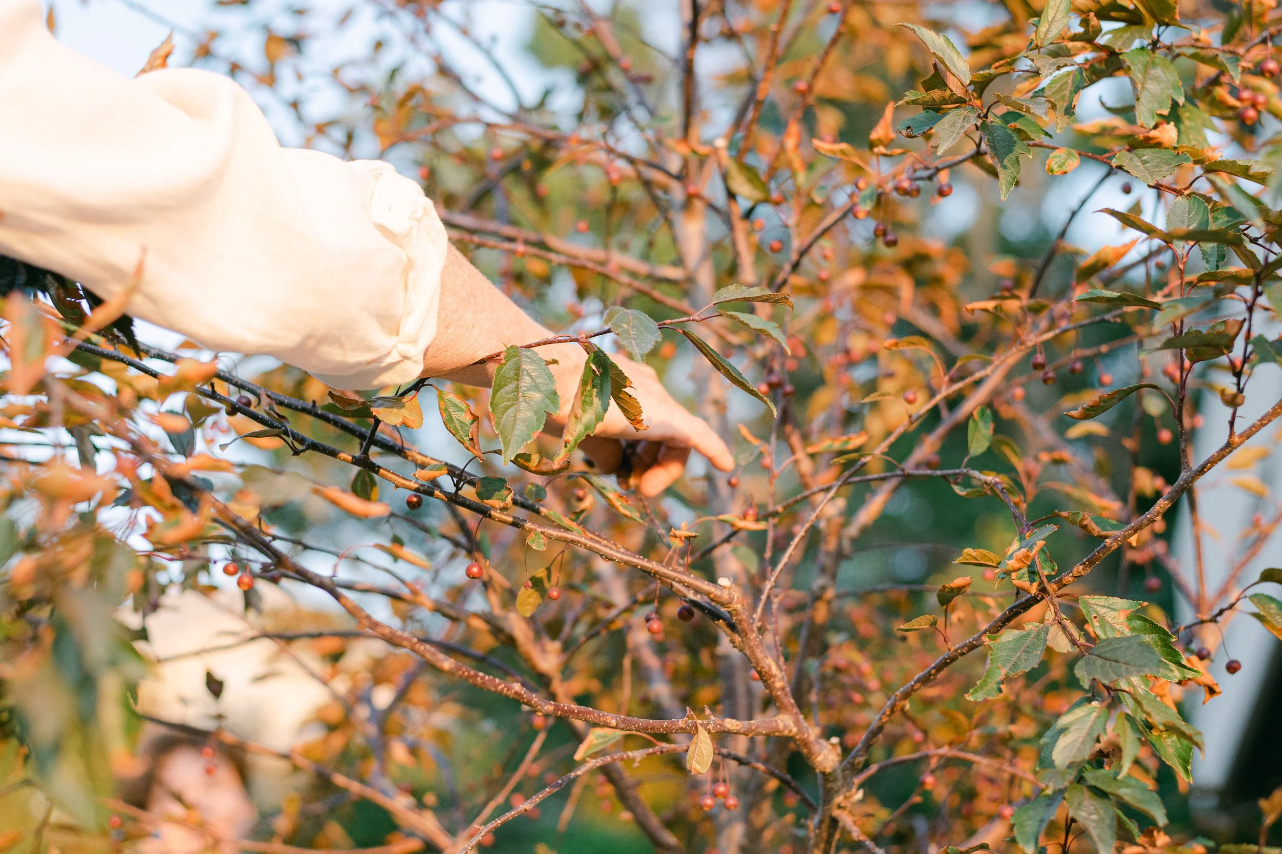 Watershed_Strawberry Lane-49.jpg