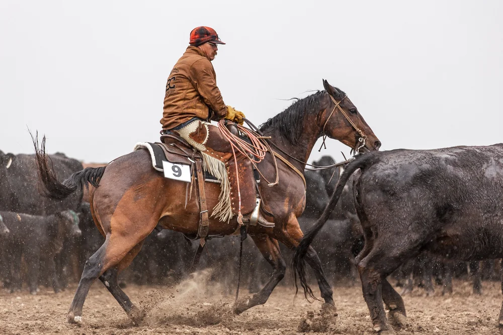 Pitchfork Horse Sale — The Pitchfork Ranch