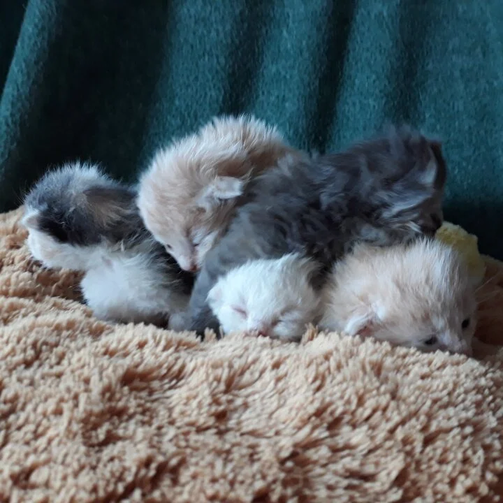 Mint newborns.jpg