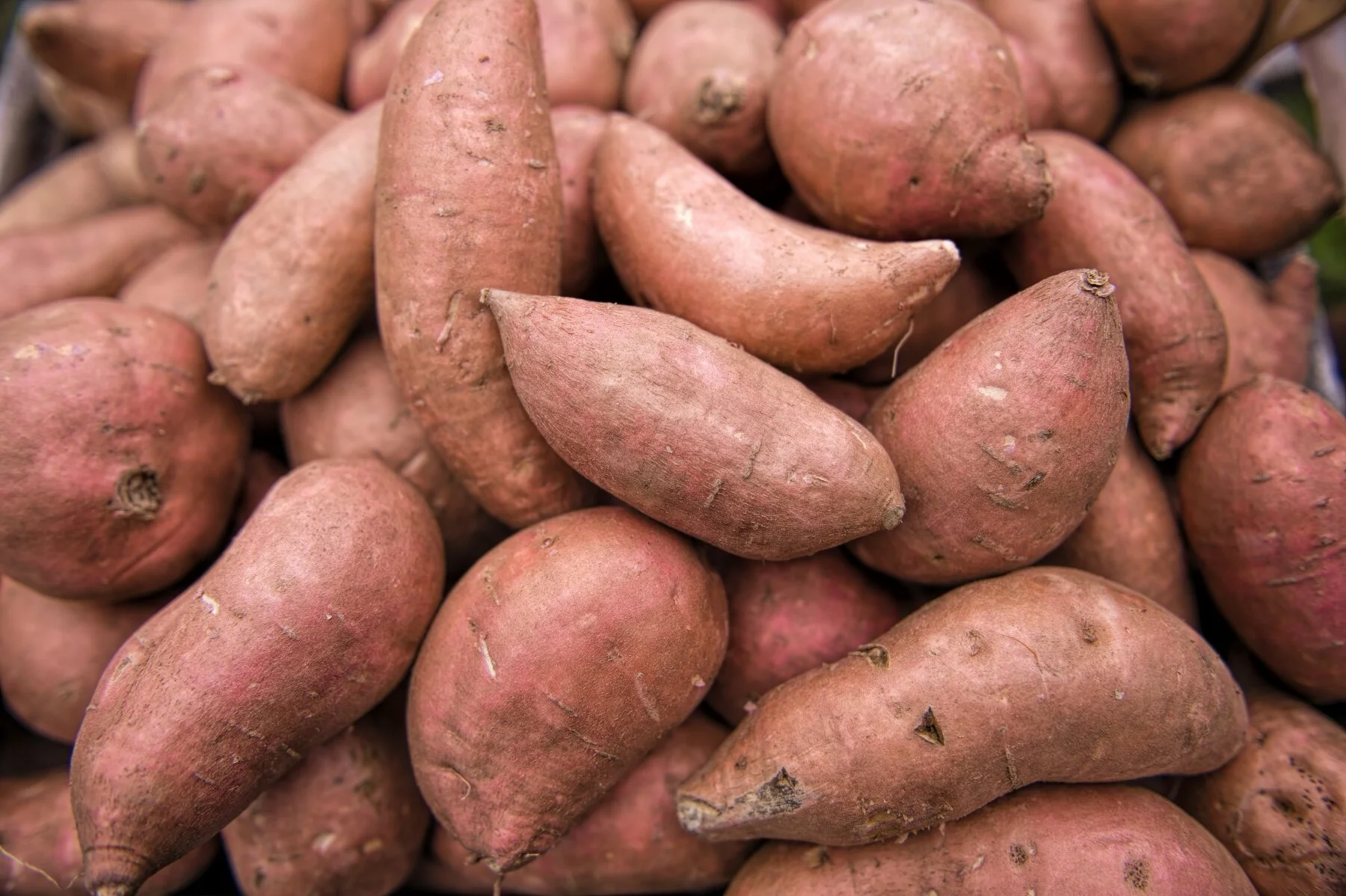 Fresh Plaza: EU tariffs on US sweet potatoes increase 25%